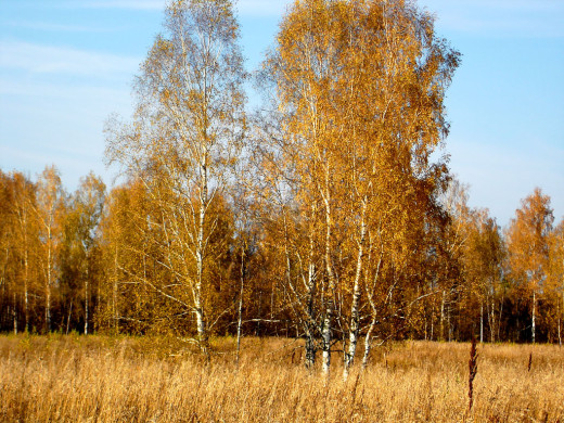 36223 (a): :1024x768